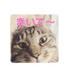 ねこの タイガ君（個別スタンプ：14）