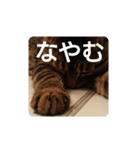 ねこの タイガ君（個別スタンプ：15）