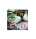 ねこの タイガ君（個別スタンプ：16）