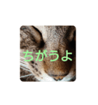 ねこの タイガ君（個別スタンプ：17）