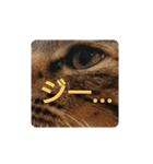 ねこの タイガ君（個別スタンプ：19）