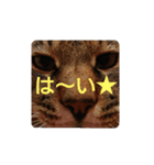 ねこの タイガ君（個別スタンプ：20）
