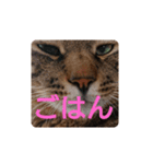 ねこの タイガ君（個別スタンプ：21）
