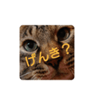 ねこの タイガ君（個別スタンプ：22）