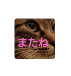 ねこの タイガ君（個別スタンプ：23）