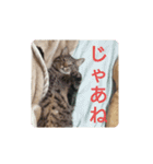 ねこの タイガ君（個別スタンプ：24）