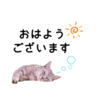 まるときすけのスタンプ（個別スタンプ：1）