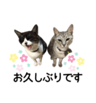 まるときすけのスタンプ（個別スタンプ：4）