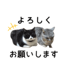 まるときすけのスタンプ（個別スタンプ：6）