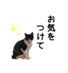 まるときすけのスタンプ（個別スタンプ：10）