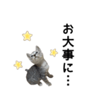 まるときすけのスタンプ（個別スタンプ：11）