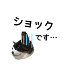 まるときすけのスタンプ（個別スタンプ：15）