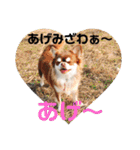 うちの犬スタンプ ペキニーズ＆チワワ（個別スタンプ：3）