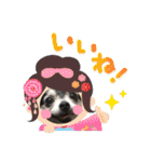 うちの犬スタンプ ペキニーズ＆チワワ（個別スタンプ：4）