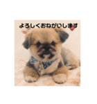 うちの犬スタンプ ペキニーズ＆チワワ（個別スタンプ：6）