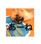 うちの犬スタンプ ペキニーズ＆チワワ（個別スタンプ：8）
