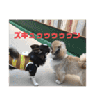 うちの犬スタンプ ペキニーズ＆チワワ（個別スタンプ：9）