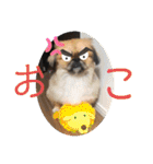 うちの犬スタンプ ペキニーズ＆チワワ（個別スタンプ：11）