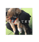 うちの犬スタンプ ペキニーズ＆チワワ（個別スタンプ：12）