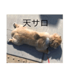 うちの犬スタンプ ペキニーズ＆チワワ（個別スタンプ：17）