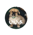 うちの犬スタンプ ペキニーズ＆チワワ（個別スタンプ：20）