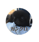 うちの犬スタンプ ペキニーズ＆チワワ（個別スタンプ：21）