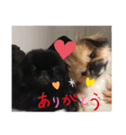 うちの犬スタンプ ペキニーズ＆チワワ（個別スタンプ：22）