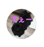 うちの犬スタンプ ペキニーズ＆チワワ（個別スタンプ：23）