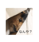 うちの犬スタンプ ペキニーズ＆チワワ（個別スタンプ：24）
