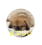 うちの犬スタンプ ペキニーズ＆チワワ（個別スタンプ：25）