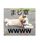 うちの犬スタンプ ペキニーズ＆チワワ（個別スタンプ：27）