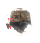 うちの犬スタンプ ペキニーズ＆チワワ（個別スタンプ：29）