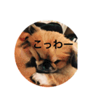 うちの犬スタンプ ペキニーズ＆チワワ（個別スタンプ：30）