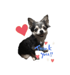 うちの犬スタンプ ペキニーズ＆チワワ（個別スタンプ：32）