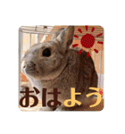 ちいさな灰色うさぎ②（個別スタンプ：3）
