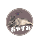 ちいさな灰色うさぎ②（個別スタンプ：4）