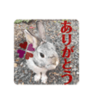 ちいさな灰色うさぎ②（個別スタンプ：5）
