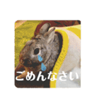 ちいさな灰色うさぎ②（個別スタンプ：6）