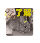 ちいさな灰色うさぎ②（個別スタンプ：7）