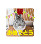 ちいさな灰色うさぎ②（個別スタンプ：10）