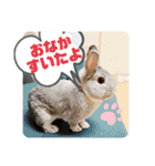ちいさな灰色うさぎ②（個別スタンプ：12）