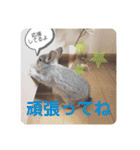 ちいさな灰色うさぎ②（個別スタンプ：14）
