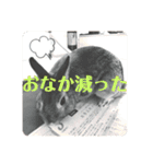 ちいさな灰色うさぎ②（個別スタンプ：19）