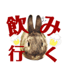 ちいさな灰色うさぎ②（個別スタンプ：20）