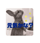 ちいさな灰色うさぎ②（個別スタンプ：21）