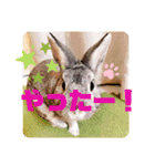 ちいさな灰色うさぎ②（個別スタンプ：22）