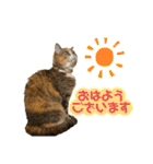 おしゃべりミアちゃま（個別スタンプ：1）