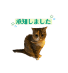 おしゃべりミアちゃま（個別スタンプ：5）