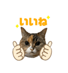 おしゃべりミアちゃま（個別スタンプ：6）