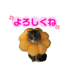 おしゃべりミアちゃま（個別スタンプ：7）